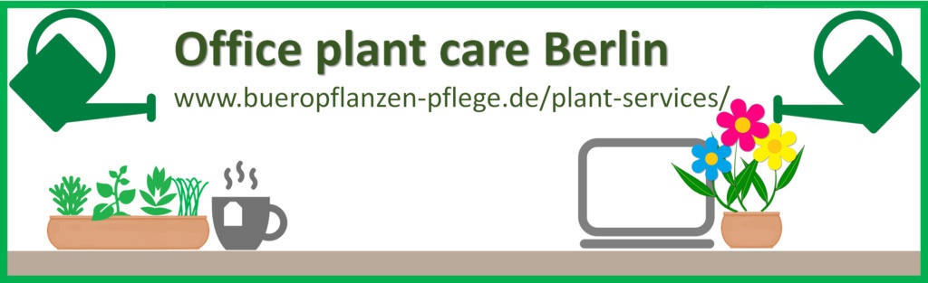 Plant care, plant service, office plants, Berlin, watering, greenoffice, office problem, montera, leaves, berlinoffice, fresh green, healthy plant, plant care
