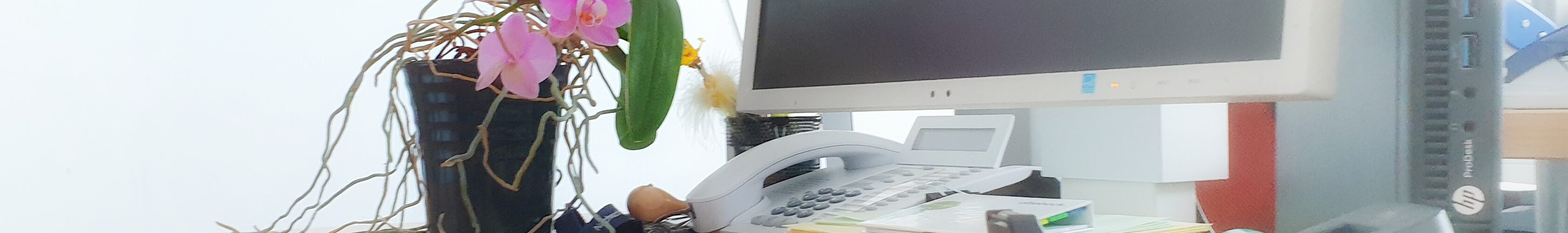 Buero Pflanzen Pflege Berlin, Glückliche Pflanzen – zufriedene Kollegen! Kompetenter und zuverlässiger Pflanzen-Service: Gießen, Düngen, Beratung bei Neuanschaffung, Bürokräuter, blühende Topfpflanzen für den Tresen oder Geburtstage, Büropflanzen, Pflanzenpflege, fachgerechte Pflege-Service von Pflanzanlagen, Nachhaltig, Gießen, Schneiden, Ausputzen, Nährstoffversorgung, Düngen, Giessservice, Gießservice