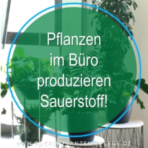Buero Pflanzen Pflege Berlin, Glückliche Pflanzen – zufriedene Kollegen! Kompetenter und zuverlässiger Pflanzen-Service Gießen, Düngen, Beratung bei Neuanschaffung, Bürokräuter Buero Pflanzen Pflege Berlin, Glückliche Pflanzen – zufriedene Kollegen! Kompetenter und zuverlässiger Pflanzen-Service Gießen, Düngen, Beratung bei Neuanschaffung, Bürokräuter