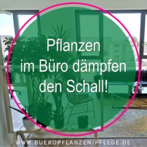 Bueropflanzen Pflege Berlin, Glückliche Pflanzen – zufriedene Kollegen! Kompetenter und zuverlässiger Pflanzenservice Pflanzenpflege grünes Büro Folie11 Bueropflanzen Pflege Berlin, Glückliche Pflanzen – zufriedene Kollegen! Kompetenter und zuverlässiger Pflanzenservice Pflanzenpflege grünes Büro Folie11