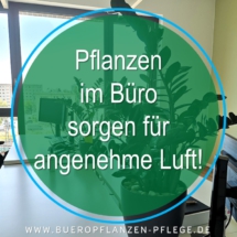Bueropflanzen Pflege Berlin, Glückliche Pflanzen – zufriedene Kollegen! Kompetenter und zuverlässiger Pflanzenservice Pflanzenpflege grünes Büro Folie12 Bueropflanzen Pflege Berlin, Glückliche Pflanzen – zufriedene Kollegen! Kompetenter und zuverlässiger Pflanzenservice Pflanzenpflege grünes Büro Folie12