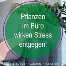 Bueropflanzen Pflege Berlin, Glückliche Pflanzen – zufriedene Kollegen! Kompetenter und zuverlässiger Pflanzenservice Pflanzenpflege grünes Büro Folie13 Bueropflanzen Pflege Berlin, Glückliche Pflanzen – zufriedene Kollegen! Kompetenter und zuverlässiger Pflanzenservice Pflanzenpflege grünes Büro Folie13