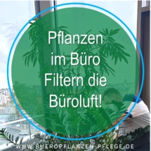 Bueropflanzen Pflege Berlin, Glückliche Pflanzen – zufriedene Kollegen! Kompetenter und zuverlässiger Pflanzenservice Pflanzenpflege grünes Büro Folie14 Bueropflanzen Pflege Berlin, Glückliche Pflanzen – zufriedene Kollegen! Kompetenter und zuverlässiger Pflanzenservice Pflanzenpflege grünes Büro Folie14