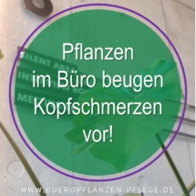 Bueropflanzen Pflege Berlin, Glückliche Pflanzen – zufriedene Kollegen! Kompetenter und zuverlässiger Pflanzenservice Pflanzenpflege grünes Büro Folie15 Bueropflanzen Pflege Berlin, Glückliche Pflanzen – zufriedene Kollegen! Kompetenter und zuverlässiger Pflanzenservice Pflanzenpflege grünes Büro Folie15