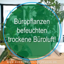 Bueropflanzen Pflege Berlin, Glückliche Pflanzen – zufriedene Kollegen! Kompetenter und zuverlässiger Pflanzenservice Pflanzenpflege grünes Büro Folie16 Bueropflanzen Pflege Berlin, Glückliche Pflanzen – zufriedene Kollegen! Kompetenter und zuverlässiger Pflanzenservice Pflanzenpflege grünes Büro Folie16