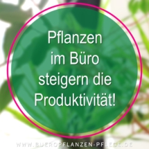 Buero Pflanzen Pflege Berlin, Glückliche Pflanzen – zufriedene Kollegen! Kompetenter und zuverlässiger Pflanzen-Service Gießen, Düngen, Beratung bei Neuanschaffung, Bürokräuter Buero Pflanzen Pflege Berlin, Glückliche Pflanzen – zufriedene Kollegen! Kompetenter und zuverlässiger Pflanzen-Service Gießen, Düngen, Beratung bei Neuanschaffung, Bürokräuter