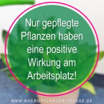 Bueropflanzen Pflege Berlin, Glückliche Pflanzen – zufriedene Kollegen! Kompetenter und zuverlässiger Pflanzenservice Pflanzenpflege grünes Büro Folie22 Bueropflanzen Pflege Berlin, Glückliche Pflanzen – zufriedene Kollegen! Kompetenter und zuverlässiger Pflanzenservice Pflanzenpflege grünes Büro Folie22