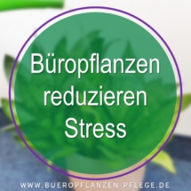 Bueropflanzen Pflege Berlin, Glückliche Pflanzen – zufriedene Kollegen! Kompetenter und zuverlässiger Pflanzenservice Pflanzenpflege grünes Büro Folie23 Bueropflanzen Pflege Berlin, Glückliche Pflanzen – zufriedene Kollegen! Kompetenter und zuverlässiger Pflanzenservice Pflanzenpflege grünes Büro Folie23