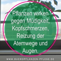 Bueropflanzen Pflege Berlin, Glückliche Pflanzen – zufriedene Kollegen! Kompetenter und zuverlässiger Pflanzenservice Pflanzenpflege grünes Büro Folie26 Bueropflanzen Pflege Berlin, Glückliche Pflanzen – zufriedene Kollegen! Kompetenter und zuverlässiger Pflanzenservice Pflanzenpflege grünes Büro Folie26