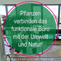 Bueropflanzen Pflege Berlin, Glückliche Pflanzen – zufriedene Kollegen! Kompetenter und zuverlässiger Pflanzenservice Pflanzenpflege grünes Büro Folie29 Bueropflanzen Pflege Berlin, Glückliche Pflanzen – zufriedene Kollegen! Kompetenter und zuverlässiger Pflanzenservice Pflanzenpflege grünes Büro Folie29