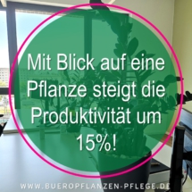 Bueropflanzen Pflege Berlin, Glückliche Pflanzen – zufriedene Kollegen! Kompetenter und zuverlässiger Pflanzenservice Pflanzenpflege grünes Büro Folie30 Bueropflanzen Pflege Berlin, Glückliche Pflanzen – zufriedene Kollegen! Kompetenter und zuverlässiger Pflanzenservice Pflanzenpflege grünes Büro Folie30
