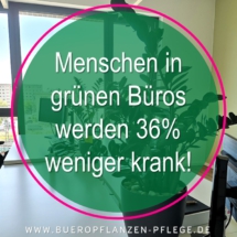 Bueropflanzen Pflege Berlin, Glückliche Pflanzen – zufriedene Kollegen! Kompetenter und zuverlässiger Pflanzenservice Pflanzenpflege grünes Büro Folie31 Bueropflanzen Pflege Berlin, Glückliche Pflanzen – zufriedene Kollegen! Kompetenter und zuverlässiger Pflanzenservice Pflanzenpflege grünes Büro Folie31