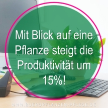 Bueropflanzen Pflege Berlin, Glückliche Pflanzen – zufriedene Kollegen! Kompetenter und zuverlässiger Pflanzenservice Pflanzenpflege grünes Büro Folie32 Bueropflanzen Pflege Berlin, Glückliche Pflanzen – zufriedene Kollegen! Kompetenter und zuverlässiger Pflanzenservice Pflanzenpflege grünes Büro Folie32