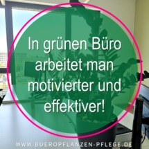 Bueropflanzen Pflege Berlin, Glückliche Pflanzen – zufriedene Kollegen! Kompetenter und zuverlässiger Pflanzenservice Pflanzenpflege grünes Büro Folie34 Bueropflanzen Pflege Berlin, Glückliche Pflanzen – zufriedene Kollegen! Kompetenter und zuverlässiger Pflanzenservice Pflanzenpflege grünes Büro Folie34
