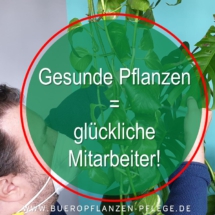 Buero Pflanzen Pflege Berlin, Glückliche Pflanzen – zufriedene Kollegen! Kompetenter und zuverlässiger Pflanzen-Service Gießen, Düngen, Beratung bei Neuanschaffung, Bürokräuter Buero Pflanzen Pflege Berlin, Glückliche Pflanzen – zufriedene Kollegen! Kompetenter und zuverlässiger Pflanzen-Service Gießen, Düngen, Beratung bei Neuanschaffung, Bürokräuter