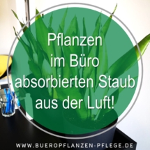 Buero Pflanzen Pflege Berlin, Glückliche Pflanzen – zufriedene Kollegen! Kompetenter und zuverlässiger Pflanzen-Service Gießen, Düngen, Beratung bei Neuanschaffung, Bürokräuter Buero Pflanzen Pflege Berlin, Glückliche Pflanzen – zufriedene Kollegen! Kompetenter und zuverlässiger Pflanzen-Service Gießen, Düngen, Beratung bei Neuanschaffung, Bürokräuter