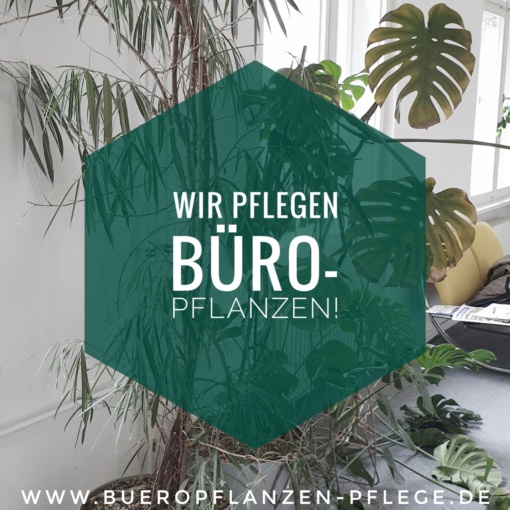 Buero Pflanzen Pflege Berlin, Glückliche Pflanzen – zufriedene Kollegen! Kompetenter und zuverlässiger Pflanzen-Service: Gießen, Düngen, Beratung bei Neuanschaffung, Bürokräuter, blühende Topfpflanzen für den Tresen oder Geburtstage, Büropflanzen, Pflanzenpflege, fachgerechte Pflege-Service von Pflanzanlagen, Nachhaltig, Gießen, Schneiden, Ausputzen, Nährstoffversorgung, Düngen, Giessservice, Gießservice