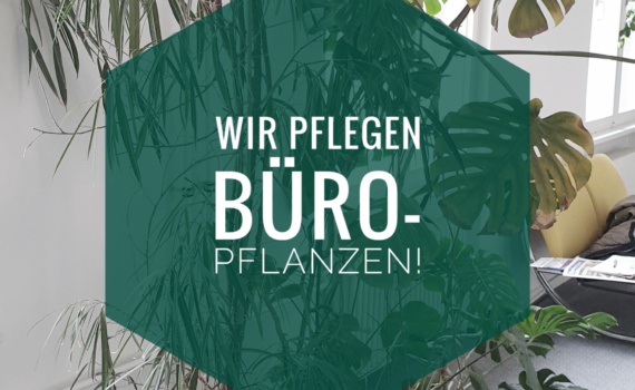 Buero Pflanzen Pflege Berlin, Glückliche Pflanzen – zufriedene Kollegen! Kompetenter und zuverlässiger Pflanzen-Service: Gießen, Düngen, Beratung bei Neuanschaffung, Bürokräuter, blühende Topfpflanzen für den Tresen oder Geburtstage, Büropflanzen, Pflanzenpflege, fachgerechte Pflege-Service von Pflanzanlagen, Nachhaltig, Gießen, Schneiden, Ausputzen, Nährstoffversorgung, Düngen, Giessservice, Gießservice